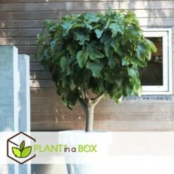 Set De 2 Ficus Carica - Pot ⌀9cm - H.25-40cm (hauteur Pot Incluse) -Promos Botanisia Magasin 64233258b421e6.98737418