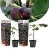 Set De 2 Ficus Carica - Pot ⌀9cm - H.25-40cm (hauteur Pot Incluse) -Promos Botanisia Magasin 64233258b9af16.17675427
