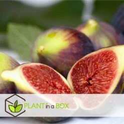 Set De 2 Ficus Carica - Pot ⌀9cm - H.25-40cm (hauteur Pot Incluse) -Promos Botanisia Magasin 64233258cb75f1.63559053