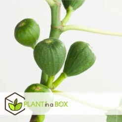 Set De 2 Ficus Carica - Pot ⌀9cm - H.25-40cm (hauteur Pot Incluse) -Promos Botanisia Magasin 64233258cfd275.04452141