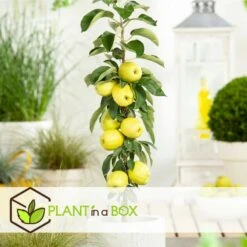 Set De 3 Pommiers - Pot ⌀9cm - H.60-70cm (hauteur Pot Incluse) -Promos Botanisia Magasin 642332687e7c20.05894686