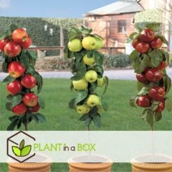 Set De 3 Pommiers - Pot ⌀9cm - H.60-70cm (hauteur Pot Incluse) -Promos Botanisia Magasin 642332688c9973.24149843