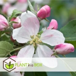 Set De 3 Pommiers - Pot ⌀9cm - H.60-70cm (hauteur Pot Incluse) -Promos Botanisia Magasin 6423326890bc71.46991350