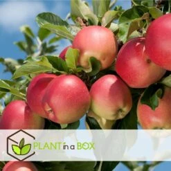 Set De 3 Pommiers - Pot ⌀9cm - H.60-70cm (hauteur Pot Incluse) -Promos Botanisia Magasin 642332689513f1.48220910