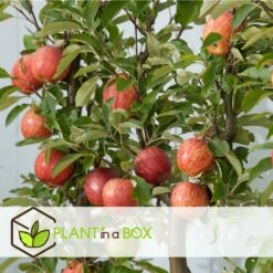 Set De 3 Pommiers - Pot ⌀9cm - H.60-70cm (hauteur Pot Incluse) -Promos Botanisia Magasin 642332689d8f40.55591918