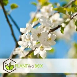 Assorti De 3 Arbres Fruitiers - Pot ⌀9cm - H.60-70cm (hauteur Pot Incluse) -Promos Botanisia Magasin 64233269be5622.46374168