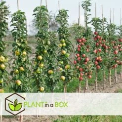 Assorti De 3 Arbres Fruitiers - Pot ⌀9cm - H.60-70cm (hauteur Pot Incluse) -Promos Botanisia Magasin 64233269c23630.71500531