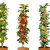Assorti De 3 Arbres Fruitiers - Pot ⌀9cm - H.60-70cm (hauteur Pot Incluse) -Promos Botanisia Magasin 64233269c64401.92120611