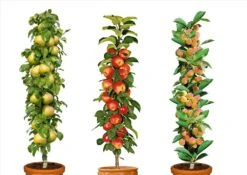 Assorti De 3 Arbres Fruitiers - Pot ⌀9cm - H.60-70cm (hauteur Pot Incluse)