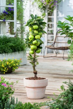 Assorti De 3 Arbres Fruitiers - Pot ⌀9cm - H.60-70cm (hauteur Pot Incluse) -Promos Botanisia Magasin 64233269c9f391.24342059