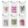 6 Sets De Feuilles/ Fleurs Séchées Et Pressées -Promos Botanisia Magasin 6425846d4b95b3.07157007