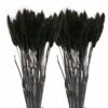 12 Tiges De Lagurus Séchés Noirs - 45 Cm 2 12 Tiges De Lagurus Séchés Noirs - 45 Cm -Promos Botanisia Magasin 64258471449766.84893282