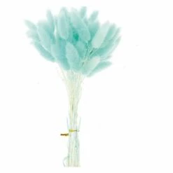 12 Tiges De Lagurus Séchés Turquoise - 45 Cm -Promos Botanisia Magasin 64258475e8f6e1.41417040