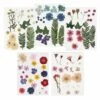 100 Fleurs Séchées Et Pressées Multicolores -Promos Botanisia Magasin 6425847999c472.81672355