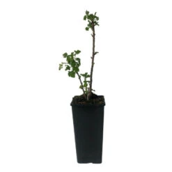 Plant Groseillier London Market Pot 2l 5 Plant Groseillier London Market Pot 2l -Promos Botanisia Magasin 6426850fdacbd8.71067293