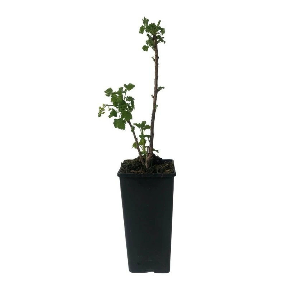 Plant Groseillier London Market Pot 2l 4 Plant Groseillier London Market Pot 2l – Image 2