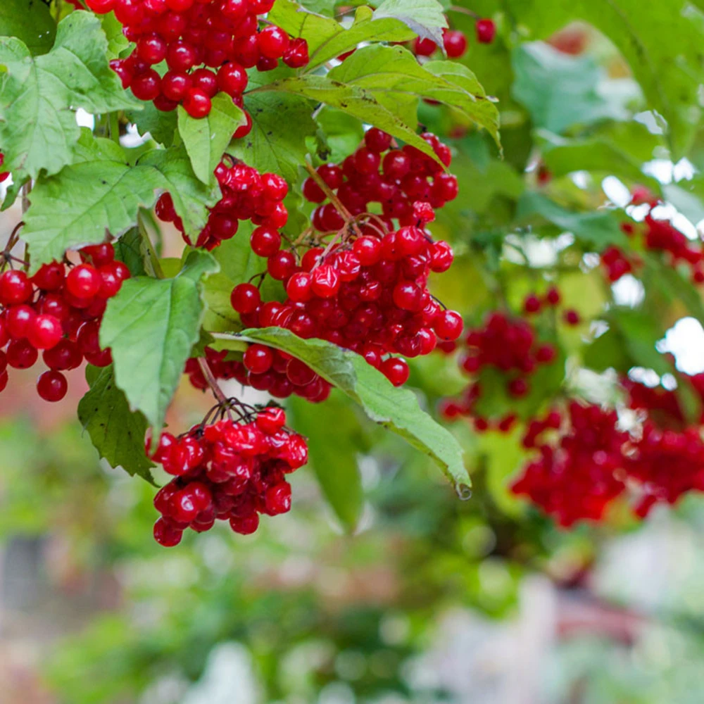 Plant Groseillier London Market Pot 2l 3 Plant Groseillier London Market Pot 2l