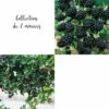 Collection De 2 Mûriers Ou Ronces à Fruits -Promos Botanisia Magasin 64306b5355d885.08780176