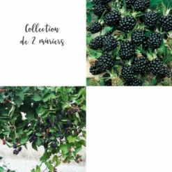 Collection De 2 Mûriers Ou Ronces à Fruits