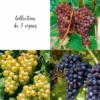 Collection De 3 Vignes -Promos Botanisia Magasin 64306b5a04dda5.23385417
