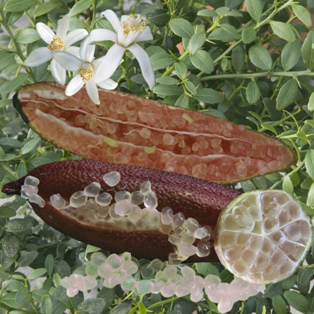 Citronnier Caviar Rose "citrus Australasica" Tailles:pot Rond De 5 Litres, Hauteur 60/80 Cm 3 Citronnier Caviar Rose "citrus Australasica" Tailles:pot Rond De 5 Litres, Hauteur 60/80 Cm