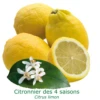 Citronnier Des 4 Saisons "citrus Limon" Tailles:pot Carré De 5 Litres, Hauteur 40/60 Cm -Promos Botanisia Magasin 6451035f0d61e2.05536057