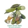 Citronnier Faustrime, Ou Citron Caviar Blanc Tailles:pot Carré De 5 Litres, Hauteur 40/60 Cm -Promos Botanisia Magasin 64510360b87420.24306282