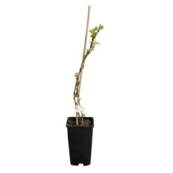 Framboisier 'heritage' - Rubus Idaeus 3l -Promos Botanisia Magasin 6455137a8e6d74.71766285