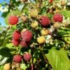 Framboisier 'heritage' - Rubus Idaeus 3l -Promos Botanisia Magasin 6455137aa0ab35.06914508
