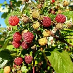 Framboisier 'heritage' - Rubus Idaeus 3l