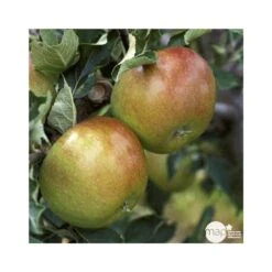 Pommier Cox Orange Pippin : Demi Tige Ctr 15 Litres 8 Pommier Cox Orange Pippin : Demi Tige Ctr 15 Litres -Promos Botanisia Magasin 64580 004