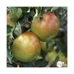 Pommier Cox Orange Pippin : Gobelet 3 Ans D'âg Ctr 12 Litres -Promos Botanisia Magasin 64581 005