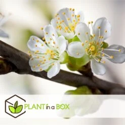 3 Pommes Différentes Sur 1 Arbre - Pot 17 Cm - Hauteur 60-70cm -Promos Botanisia Magasin 6478b275eb1777.08001142