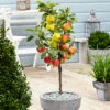 3 Pommes Différentes Sur 1 Arbre - Pot 17 Cm - Hauteur 60-70cm -Promos Botanisia Magasin 6478b275f034b3.42805714