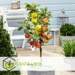 3 Pommes Différentes Sur 1 Arbre - Pot 17 Cm - Hauteur 60-70cm -Promos Botanisia Magasin 6478b276016da1.99677535