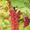Groseillier à Grappes 'london Market' - Ribes Rubrum 1,5l -Promos Botanisia Magasin 6478c450046d00.42260304