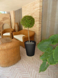 Pot De Fleurs Gerbera ø50x59,5cm - Anthracite -Promos Botanisia Magasin 6478c7f4b074b2.90633905