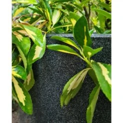 Pot à Fleurs Waste Smooth 35x34 Cm Gris -Promos Botanisia Magasin 6479895f489579.99814901