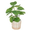 ATMOSPHERA Plante Artificielle Dans Pot En Céramique Et Rotin H 34 Cm -Promos Botanisia Magasin 64821b77eda266.77889794