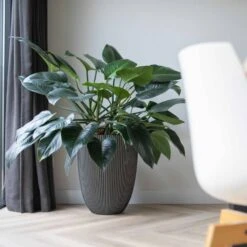 Vase élégant Groove 46x58 Cm Anthracite 12 Vase élégant Groove 46x58 Cm Anthracite -Promos Botanisia Magasin 6482c45ae14806.82498096