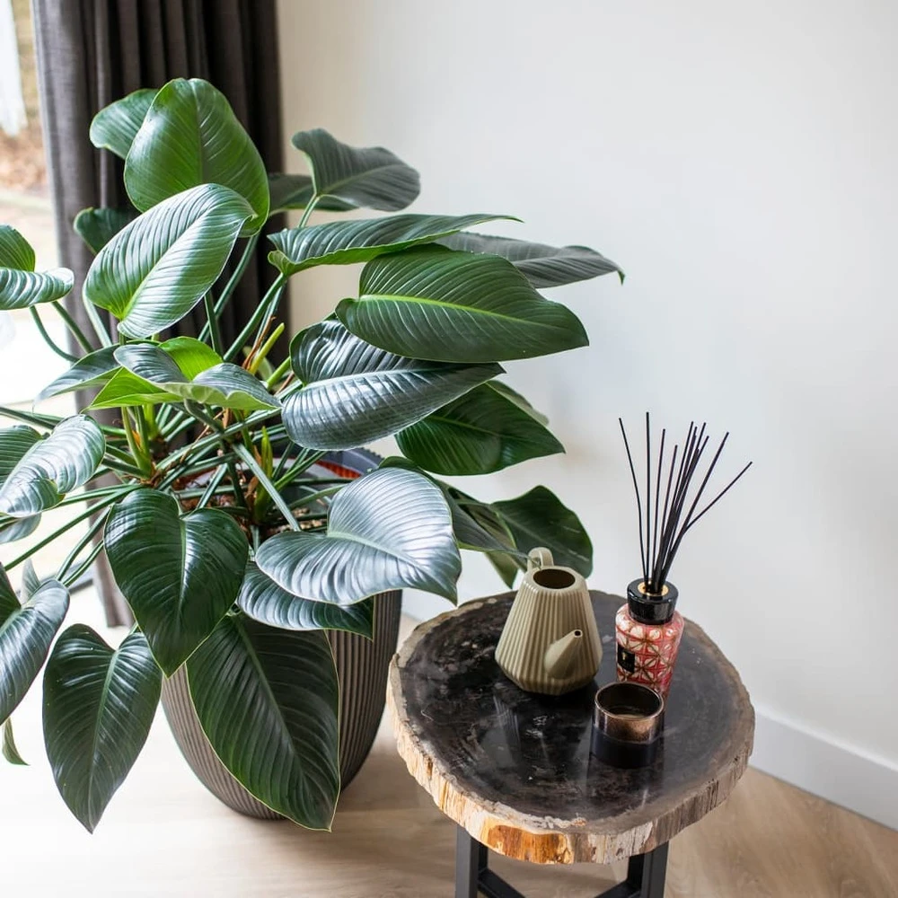 Vase élégant Groove 46x58 Cm Anthracite 5 Vase élégant Groove 46x58 Cm Anthracite – Image 3