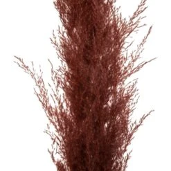 Set De 3 Fleurs Séchées "pampa Naturelle" - H110 Cm -Promos Botanisia Magasin 6483186e51d3d2.05693830