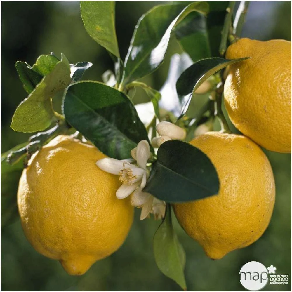Citrus Lemon : C. 65L 18/20 4 Citrus Lemon : C. 65L 18/20 – Image 2