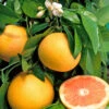 Pomelo : Pot 45 Litres -Promos Botanisia Magasin 662224 1657852