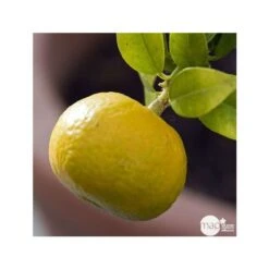 Mandarinier : C3L, Agriculture Biologique -Promos Botanisia Magasin 697332 001