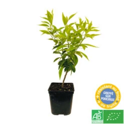 Mandarinier : C3L, Agriculture Biologique -Promos Botanisia Magasin 697332 004