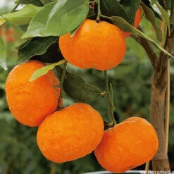 Mandarinier : C3L, Agriculture Biologique -Promos Botanisia Magasin 697332 005