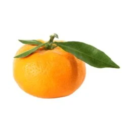 Mandarinier : C3L, Agriculture Biologique -Promos Botanisia Magasin 697332 009