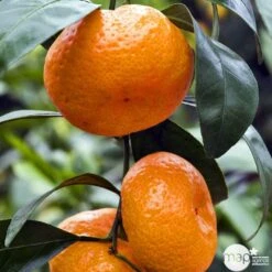 Mandarinier Satmusa : AB, C3L Greffe -Promos Botanisia Magasin 697333 005