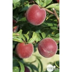 Pêcher à Chair Jaune JH Hale : Demi Tige 6/8 Cm 2 Ans D'âge Ctr 12L -Promos Botanisia Magasin 71318 002